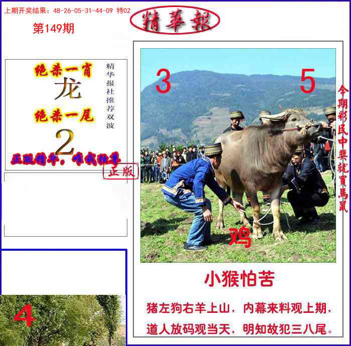 新精华报报