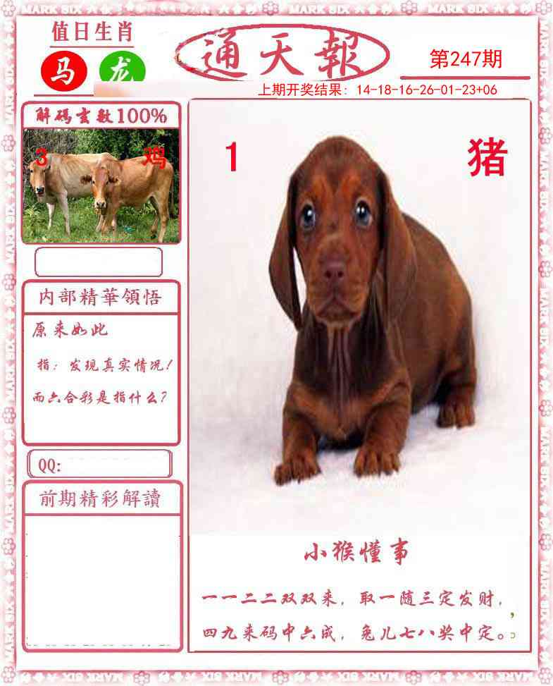 澳门金虎堂