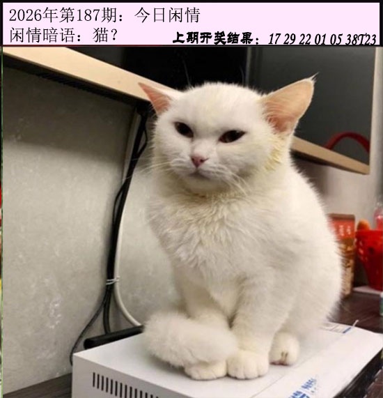 澳门天天好彩
