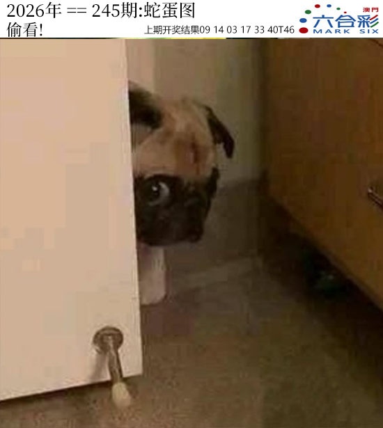 澳门奇人中特