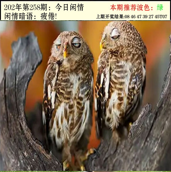 澳门马经论坛