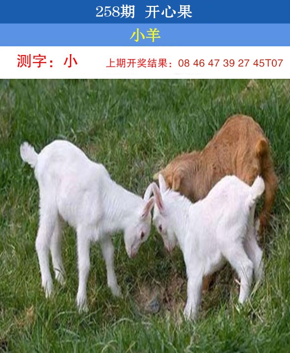 澳门马经论坛