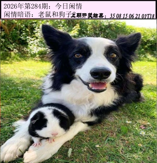 报彩神童