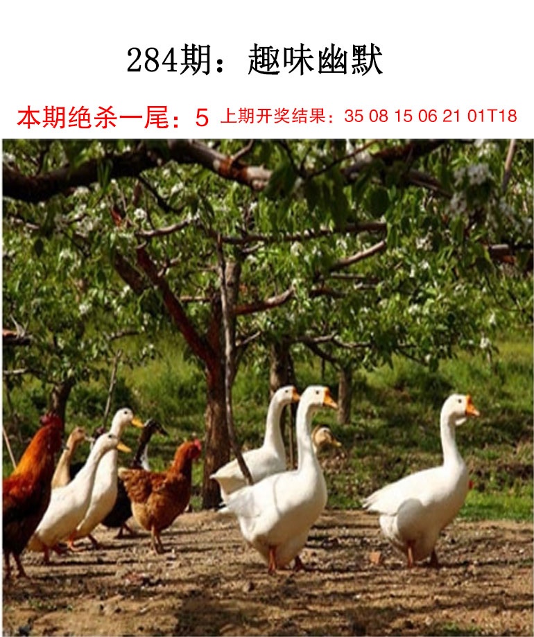 报彩神童