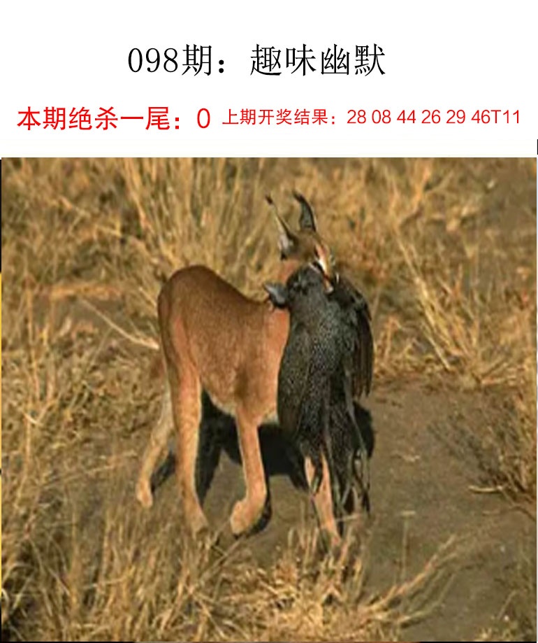 如遇图片未显示，请开奖日六点后查看